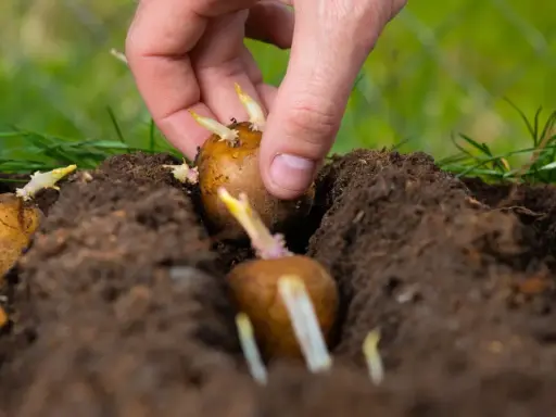 Main d'une personne plantant une pomme de terre germée dans la terre. Les germes blancs et violets sont visibles.
