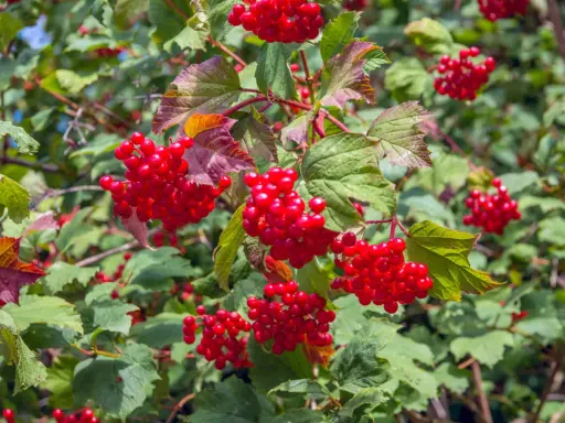 Grappes de baies rouges vives, comme une taille boule de neige, sur un arbuste aux feuilles vertes et pourpres.