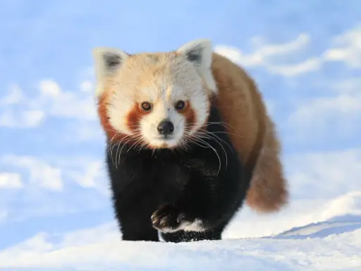 Mała panda w śniegu, jakby spacerowała po polskich górach.
