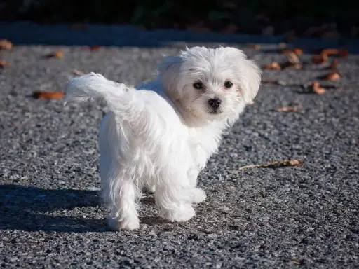 Un adorable bichon maltais, dont le pelage blanc immaculé peut nécessiter un entretien constant, pose sur un chemin caillouteux.