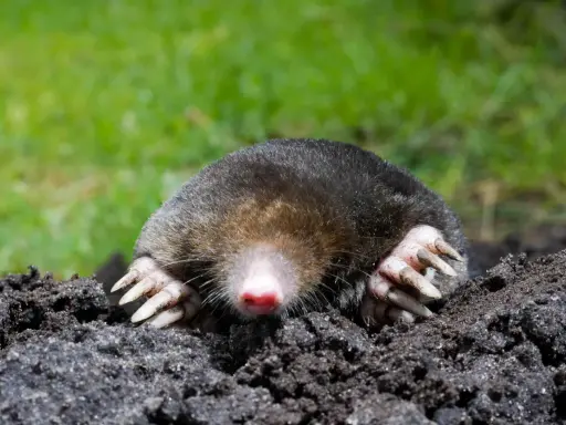 A mole emerges from the soil, its large claws ready to dig, a common cause of mole damage in yards.