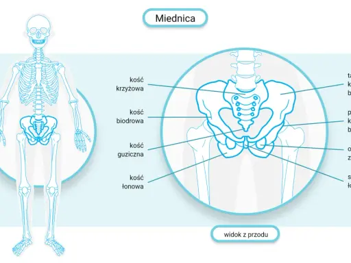 Anatomia miednicy z zaznaczoną kością krzyżową. Ilustracja przedstawia widok z przodu, pomocny w zrozumieniu leczenia problemów z poziomym ustawieniem kości krzyżowej.