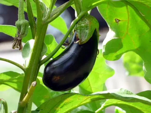 Une belle aubergine noire mûrit sur sa tige, entourée de feuilles vertes luxuriantes. La distance de plantation de cette aubergine promet une récolte abondante.