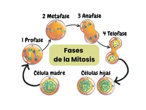 Ilustración de las fases de la mitosis: profase, metafase, anafase y telofase, mostrando la división celular de una célula madre a células hijas.