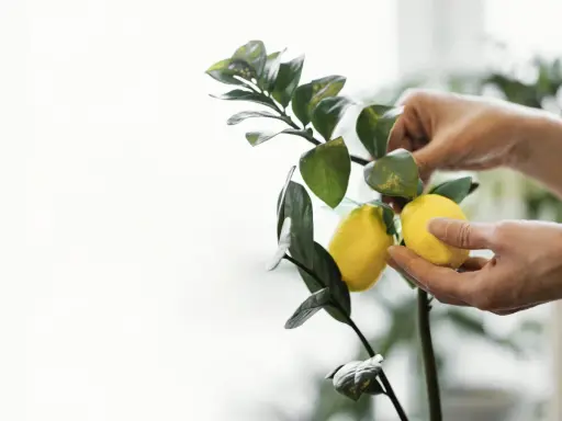 Manos cuidando un limonero desde semilla que da fruto. Dos limones amarillos cuelgan de una rama verde.