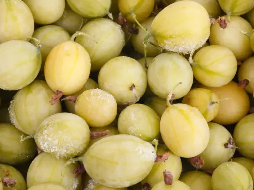 Nahaufnahme von gefrorenen, hellgrünen Stachelbeeren, bereit zum Einfrieren für später.