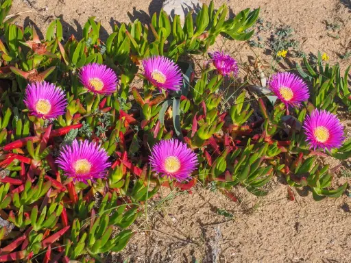 Fleurs roses vives, semblables à une griffe de sorcière rouge, poussent sur un sol sableux.