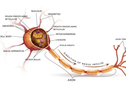 Detailreicher neuron aufbau: Zellkörper mit Zellorganellen, Axon mit Myelinscheide und Axonenden.