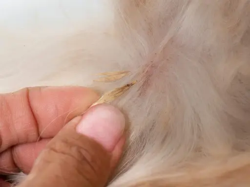 Main d'une personne retirant des épillets chien coincés dans le pelage.