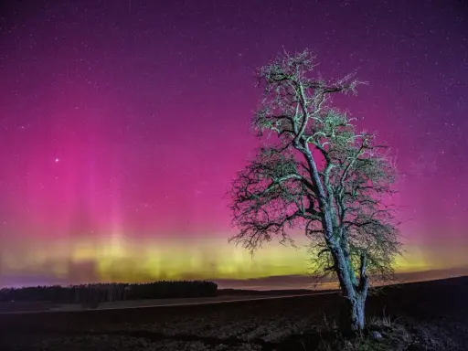 Samotne drzewo na tle nieba mieniącego się różowymi i zielonymi kolorami zorzy polarnej.