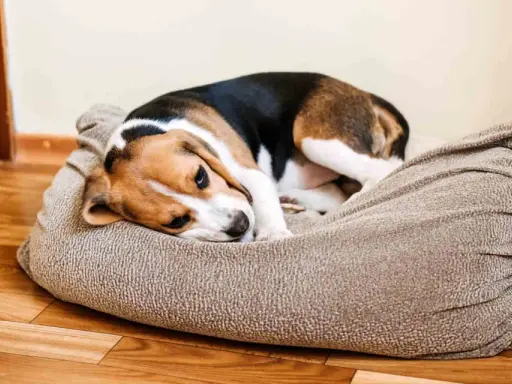 Smutny beagle leży na legowisku, charczy jakby miał coś w gardle.