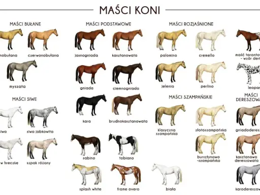 Rozszyfruj maść bułaną: Klucz do identyfikacji koni