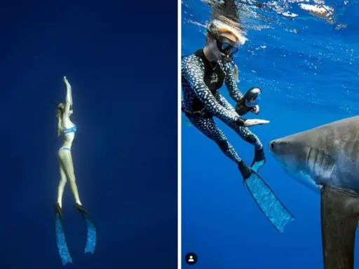 Una donna in bikini nuota con gli squali, mentre un'altra in muta interagisce con uno squalo.