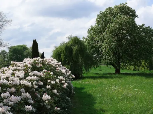 Kwitnący rododendron zachwyca. Zastanawiasz się, co posadzić obok rododendrona? W tle wierzba i kasztanowiec.
