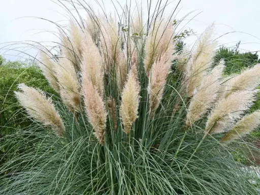 Gros plan sur une touffe de **herbe de la pampa** aux plumes légères et aériennes, contrastant avec ses longues feuilles vertes et fines.