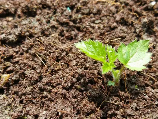 Ein junger Brombeer-Setzling wächst aus feuchter Erde. Erste zarte Blätter zeigen, wie man Brombeeren vermehren kann.