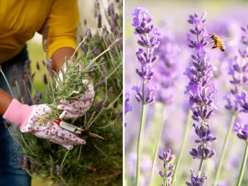 En person med blomstrande handskar klipper lavendel. En bi surrar bland lavendelblommorna.