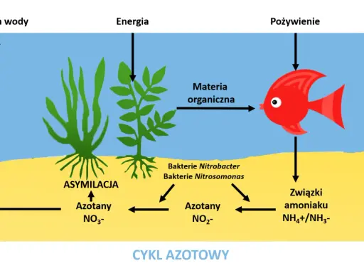 Cykl azotowy w akwarium: rybka zjada materię organiczną, a bakterie przetwarzają związki amoniaku. Rośliny asymilują azotany.