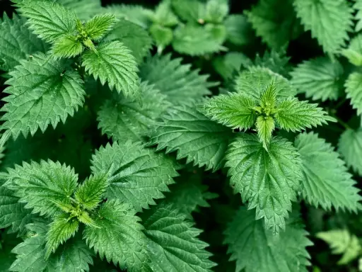 Feuilles d'ortie vertes et dentelées, évoquant les nombreux ortie bienfaits pour la santé.
