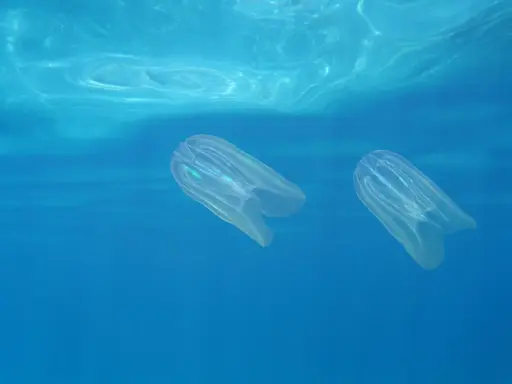 Due meduse trasparenti nuotano nell'acqua blu. A cosa servono le meduse? Sono predatori e cibo per altri animali marini, mantenendo l'equilibrio dell'ecosistema.