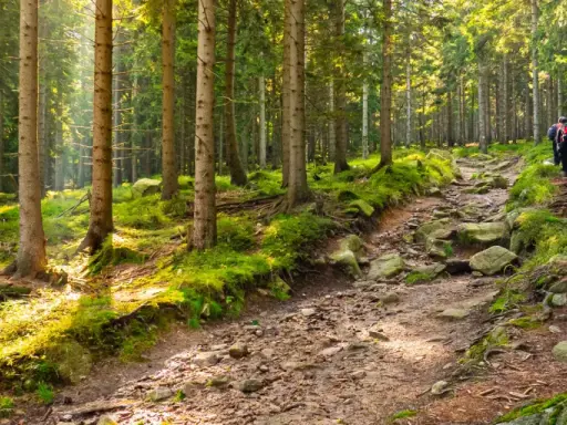 Słoneczna ścieżka przez las w Szklarskiej Porębie, z kamieniami i korzeniami drzew. Dwóch turystów wędruje w głąb zielonego, górzystego krajobrazu.