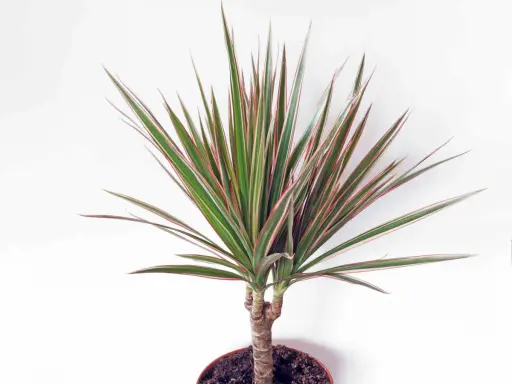 Dracaena marginata extérieur, une plante d'intérieur aux feuilles vertes et rouges, prête à embellir un espace extérieur.