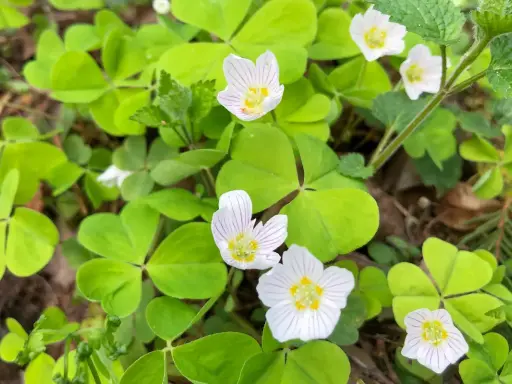 Fleurs d'oxalis blanches et roses sur un tapis de feuilles vertes. Pour savoir comment se débarrasser de l'oxalis, il faut identifier cette plante envahissante.