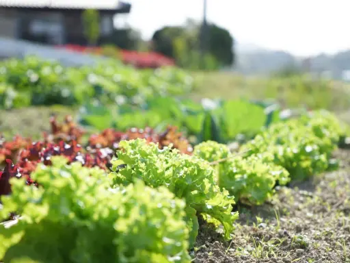 Un potager ensoleillé présente une belle liste variété de salade, avec des laitues vertes frisées et des variétés rouges luxuriantes.
