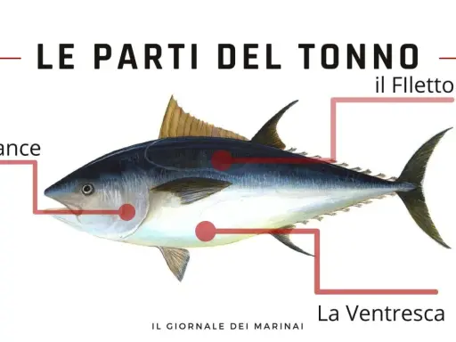 Illustrazione del tonno con indicazione delle parti: le guance, il filetto e la ventresca.