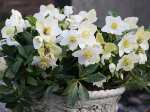 Białe kwiaty helleborus niger w ozdobnej donicy, z zielonymi liśćmi i żółtymi środkami.