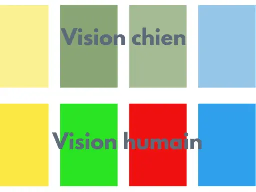 Comparaison des couleurs : comment voit un chien (tons de vert et bleu) vs. vision humaine (vert, rouge, bleu).
