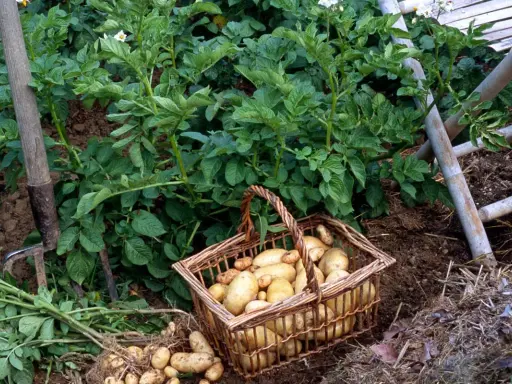 Panier rempli de pommes de terre fraîchement sorties de terre, prêt pour la récolte.