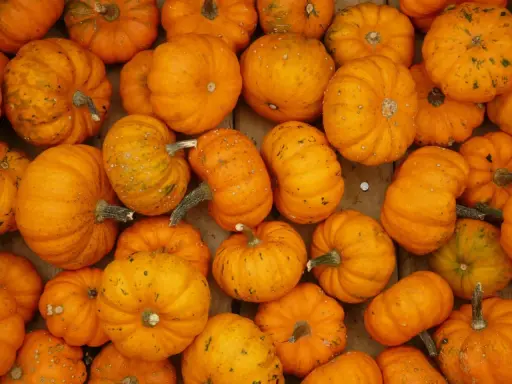 Une abondance de citrouilles orange vif, certaines ressemblant à des "jack be little", sont disposées en gros plan, prêtes pour Halloween.