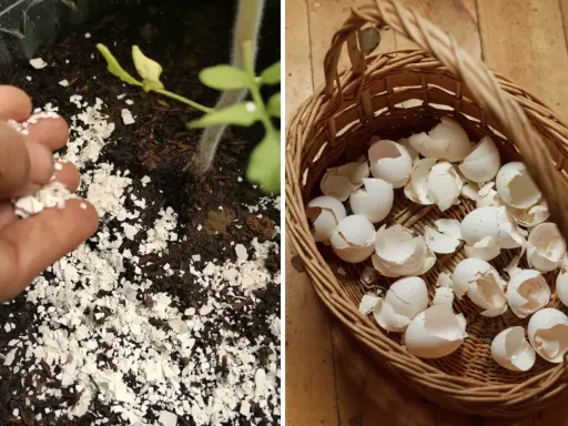 Rozdrobnione skorupki jajek jako naturalny nawóz pod młode rośliny. W koszyku pełnym skorupek.