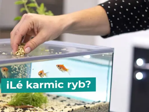 Dłoń wsypuje pokarm do akwarium, gdzie pływają złote rybki. Zastanawiasz się, co jedzą karasie?