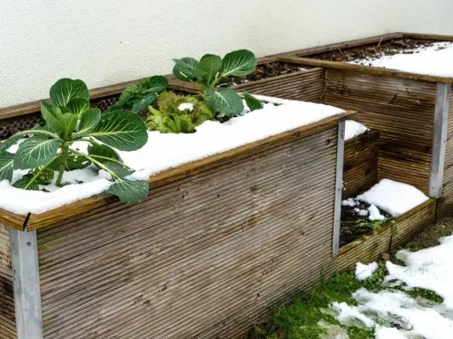 Grünes Gemüse trotzt dem Schnee auf dem hochbeet im winter. Ein paar Kohlpflanzen und Salatblätter ragen aus der weißen Decke.