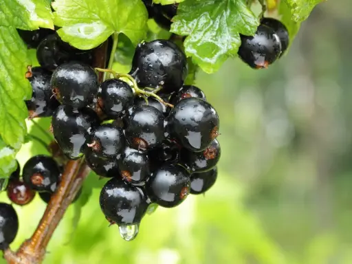 Glänzende, nasse schwarze Johannisbeeren hängen an einem Ast, bereit zur Ernte.