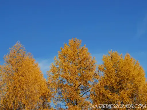 Złote modrzewie na tle błękitnego nieba. Bieszczady jesienią, widok na Solinę.