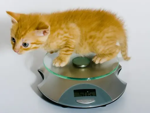 En orange kattunge, cirka 12 veckor gammal, står på en köksvåg. Den väger 506 gram.