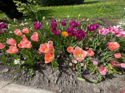 Różowe i fioletowe tulipany po przekwitnięciu, z pojedynczymi kwiatami w pełnym rozkwicie, tworzą barwną rabatę.