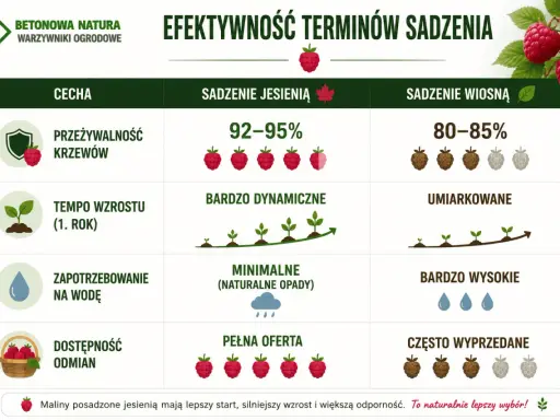 Kiedy sadzić maliny? Jesienią mają lepszą przeżywalność (92-95%), dynamiczny wzrost i pełną ofertę odmian. Wiosną jest umiarkowanie.