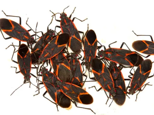 A cluster of boxelder bugs, showcasing their distinctive black and red markings, hinting at their fascinating boxelder bug life cycle.
