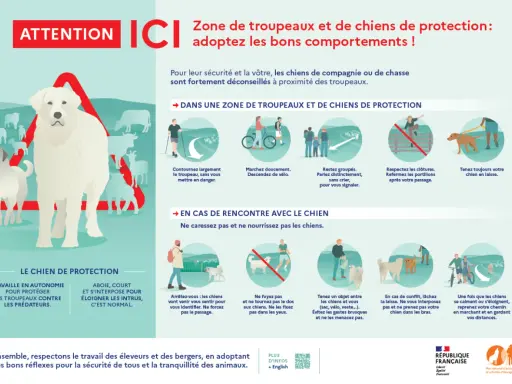 Attention, zone de chiens de protection ! Mon chien a fait tomber une personne, mais il protège le troupeau. Respectez les règles.