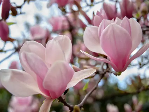 Delikatne, różowe kwiaty magnolii na gałęziach. Czego nie lubi magnolia? Zbyt silnego wiatru, który mógłby uszkodzić jej piękne płatki.