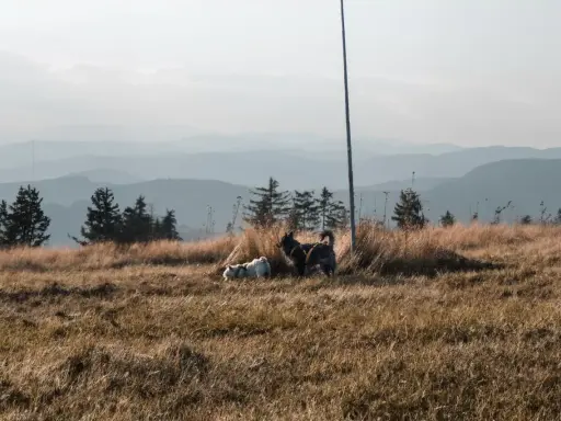 Dwa psy, jeden jasny, drugi ciemny, odpoczywają na szczycie Turbacza. W tle łagodne, zamglone pasma górskie.