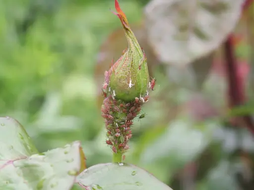 Un bouton de rosier envahi par des pucerons. Un remède de grand-mère est peut-être nécessaire pour sauver cette plante.