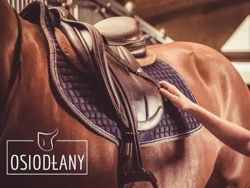 Dłoń dopasowuje siodło na koniu. Profesjonalny saddle fitter dba o komfort zwierzęcia.