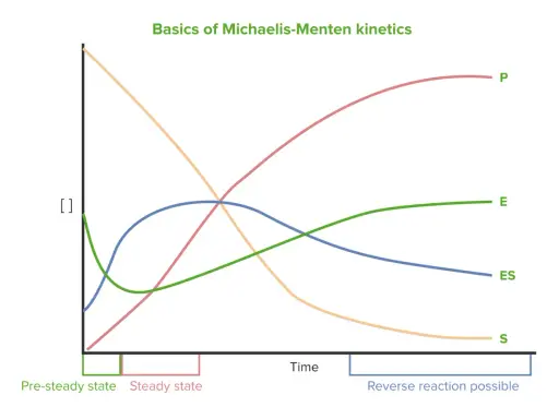 Diagramm zeigt Konzentrationen von Substrat (S), Produkt (P), Enzym (E) und Enzym-Substrat-Komplex (ES) über die Zeit. Die Michaelis-Menten-Konstante ist hierbei zentral.