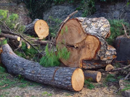 Duże pnie drzew leżą na ziemi, otoczone gałęziami i igliwiem. Wygląda na to, że nastąpiła wycinka drzew bez zgłoszenia.