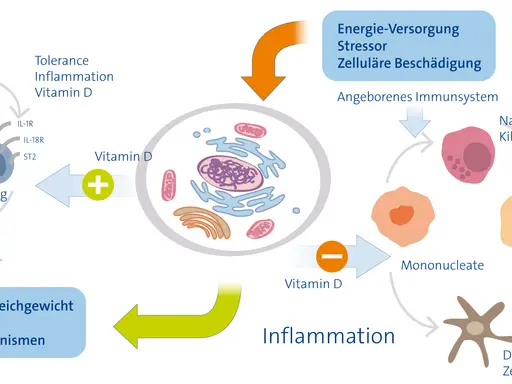 Vitamin D beeinflusst Immunzellen. Ein Mangel kann zu Entzündungen und Atemnot führen, da Reparaturmechanismen gestört sind.